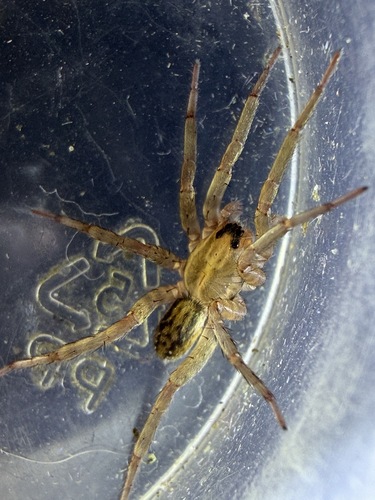 Trochosa urbana