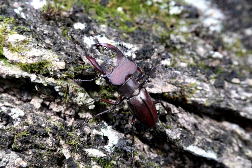Lucanus klapperichi