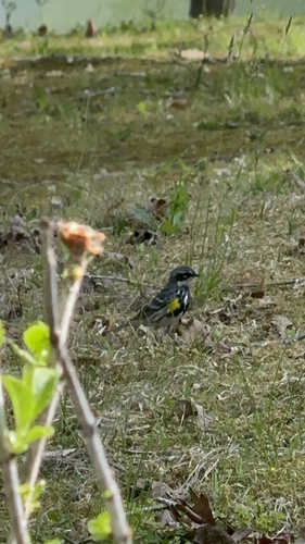 Yellow-rumped Warbler