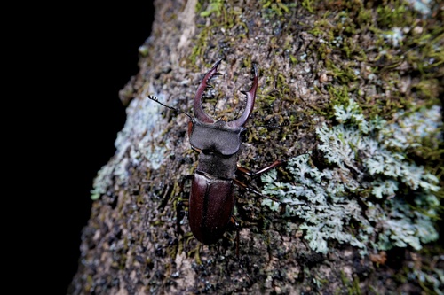Lucanus fortunei