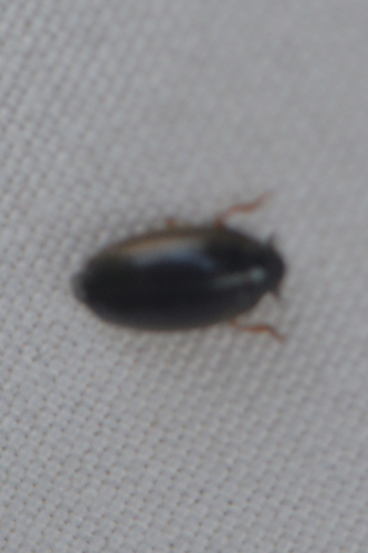 Gyrinus