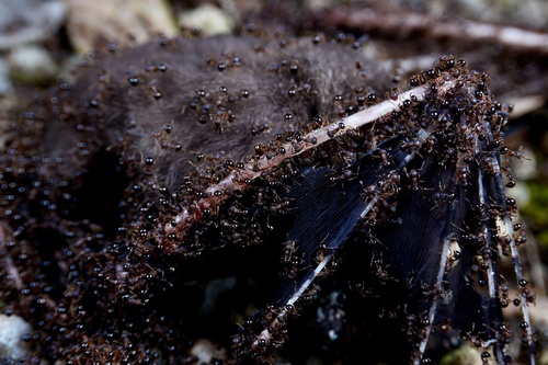 Japanese Queenless Ant