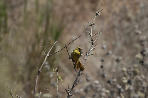 Hooded Oriole