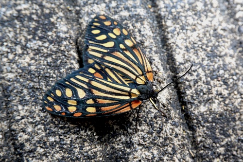 Campylotes pratti