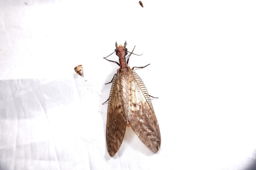 Neoneuromus similis