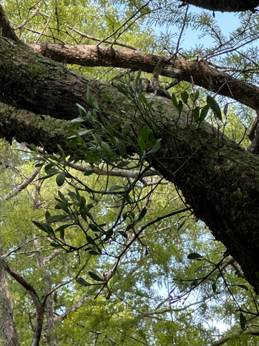 American Mistletoe
