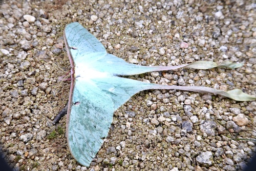 Chinese Moon Moth