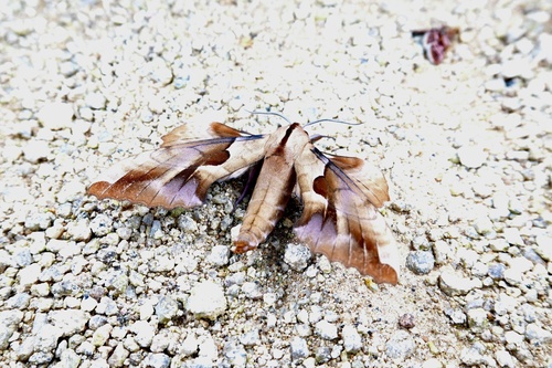 Phyllosphingia dissimilis