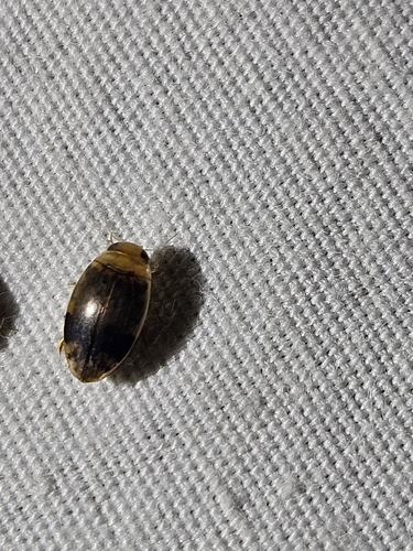 Laccophilus fasciatus