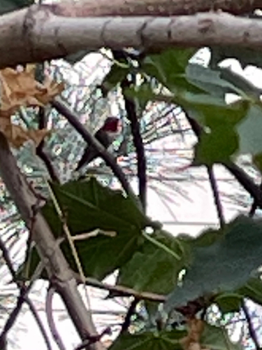 Broad-tailed Hummingbird