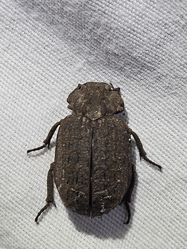 Hide beetle
