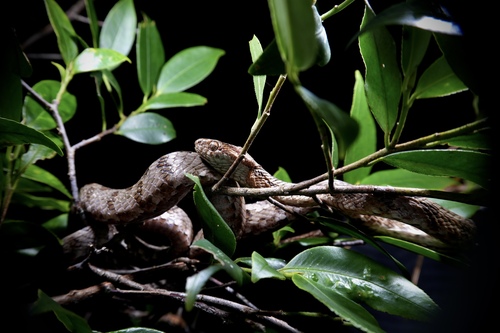 Kelung Cat Snake