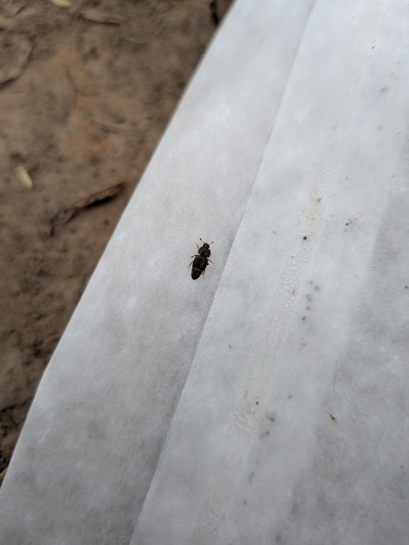 Dried Fruit Beetle