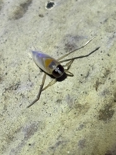 Buenoa