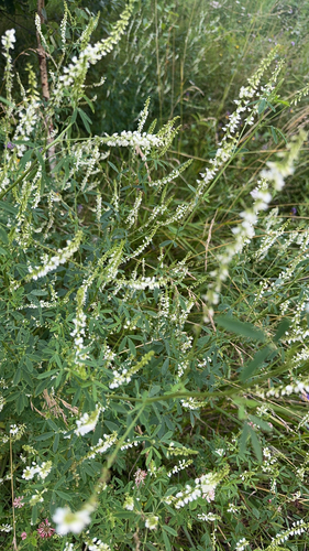 White Sweetclover
