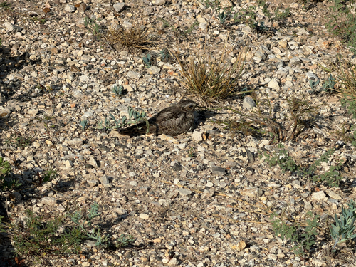 Common Nighthawk
