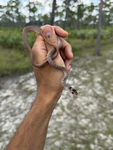 Common Coachwhip