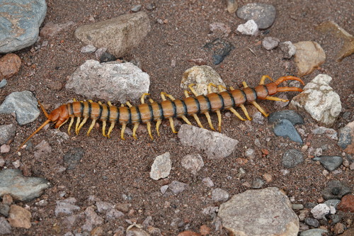 Common Desert Centipede