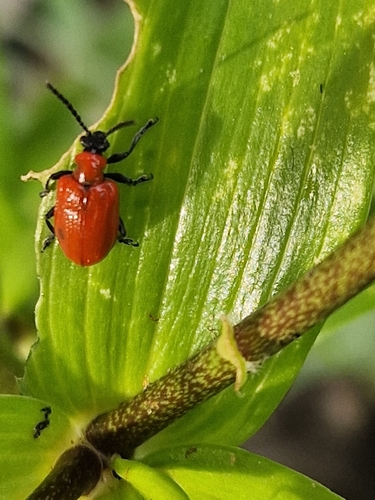 Lily Leaf Beetle