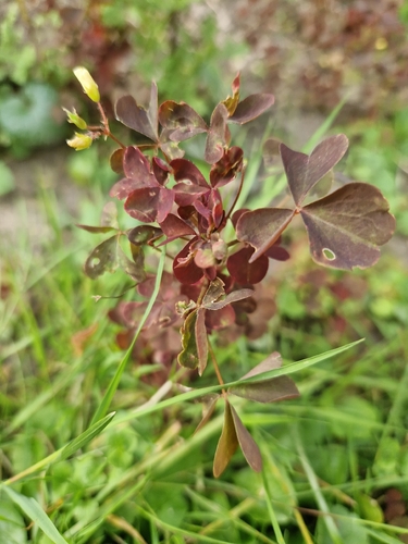 upright yellow woodsorrel