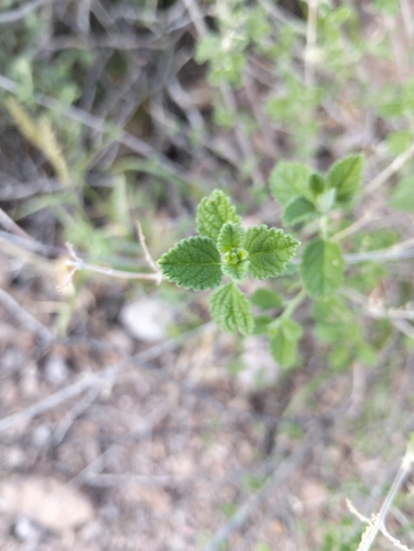 Oreganillo