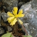 Trifolium dubium - Photo (c) Mary Jones, todos los derechos reservados, subido por Mary Jones