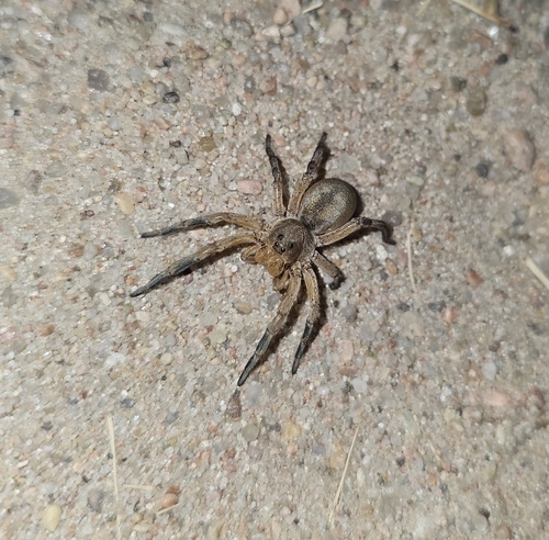 Burrowing Wolf Spiders