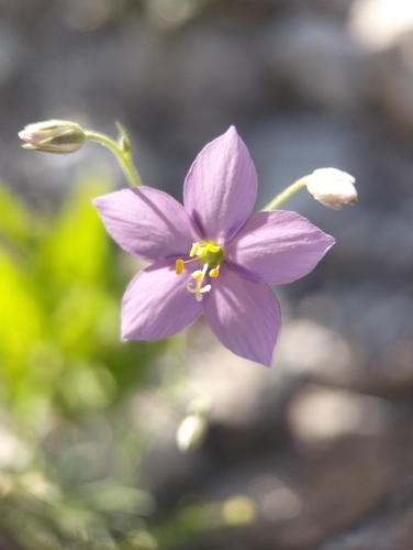 Stewart's Gilia