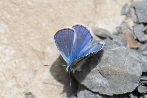 Common Blue