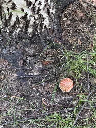Fly Agaric