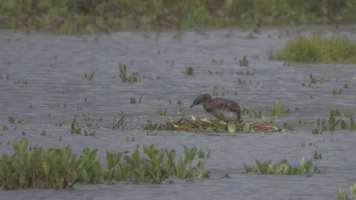 Horned Grebe