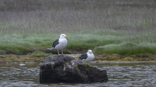 Great Black-backed Gull