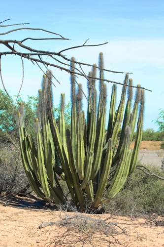 senita cactus