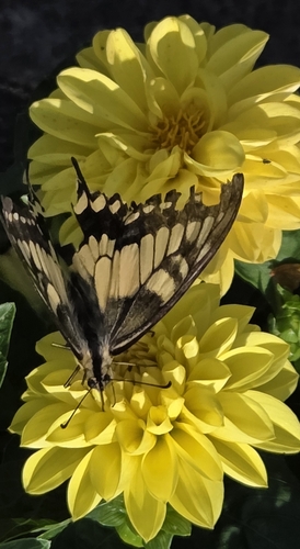 Old World Swallowtail