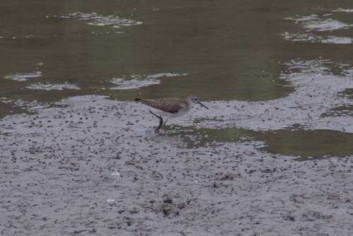 Solitary Sandpiper