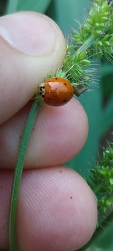 Asian Lady Beetle