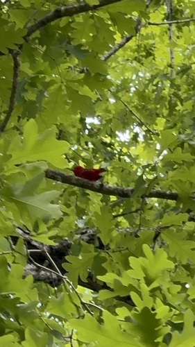 Summer Tanager