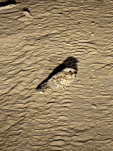 Common Poorwill