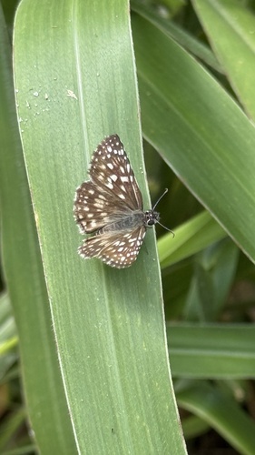 Orcus Checkered-Skipper