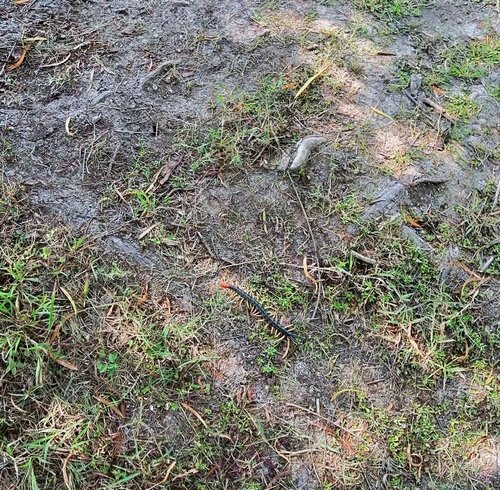 Escolopendra de cabeza roja