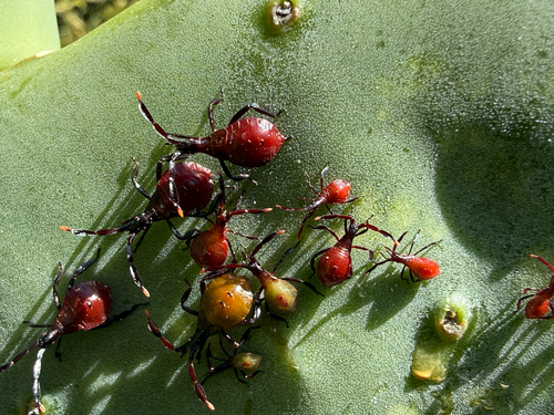 Cactus Coreid Bug