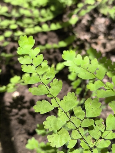 Adiantum andicola