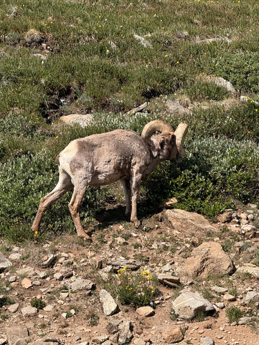 Bighorn Sheep