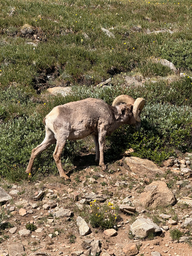 Bighorn Sheep