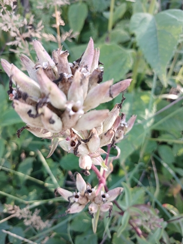 common soapwort