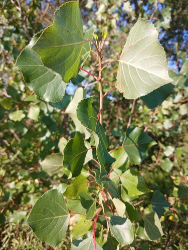 Black Poplar