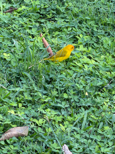 Saffron Finch