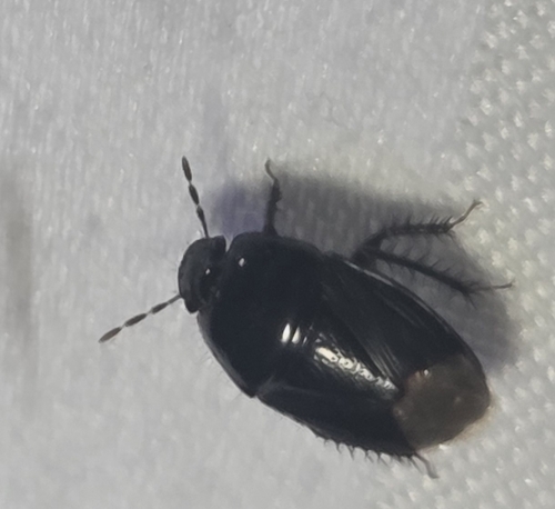 Two-lined Burrowing Bug