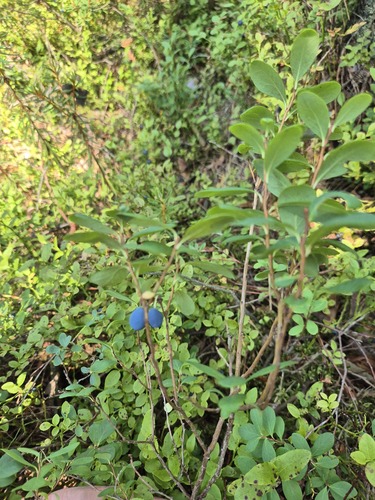 bog bilberry