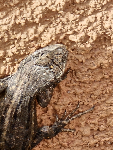 Southwestern Fence Lizard